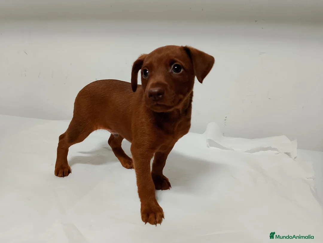 Pinscher Miniatura perros en venta: Pinscher rojos disponibles🐶🐾 en Cáceres - Anuncio 1