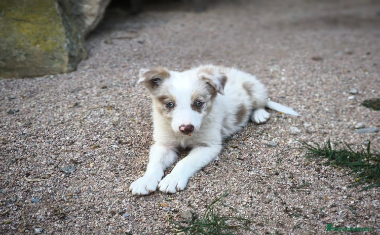 Border Collie perros - Propaganda 8