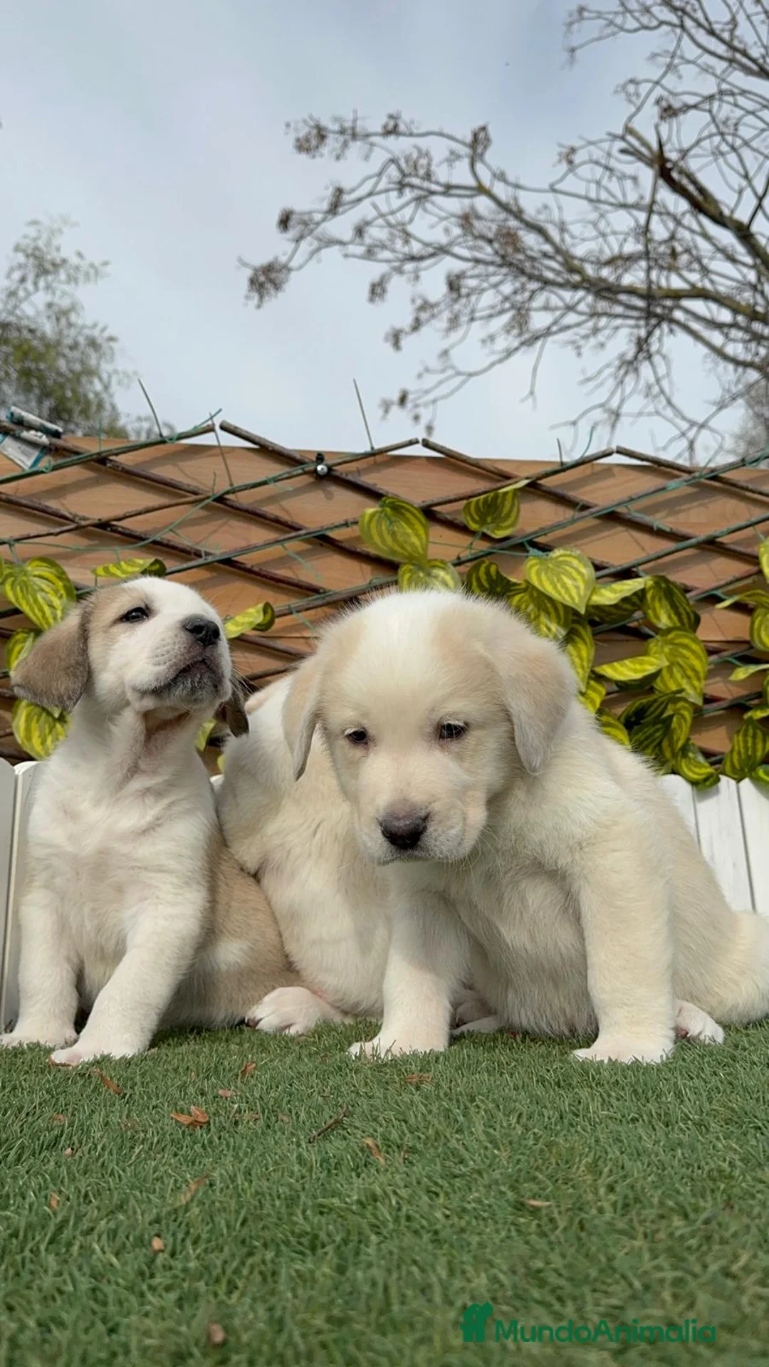 Mastín Español perros en venta: MASTIN ESPAÑOL MACHO - Anuncio 3