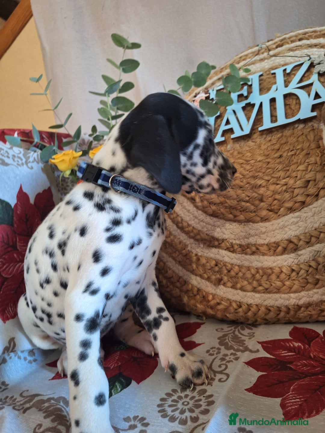 Dálmata perros en venta: DALMATA  - Anuncio 4