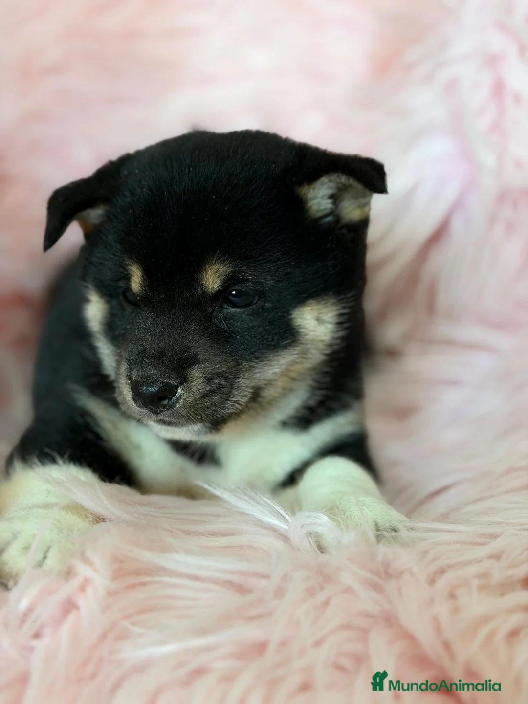 Shiba Inu perros en venta: SHIBA INU NEGRA FUEGO HEMBRA  - Anuncio 2
