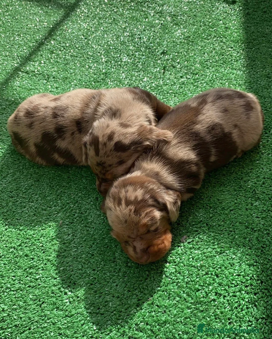 Imagen de galería {{count}}