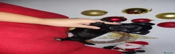 Chihuahua perros en venta: Disponible chihuahua toy 643500576 - Anuncio 3