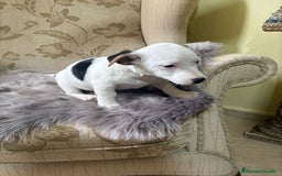 Jack Russell Terrier perros en venta: Cachorros de Jack Russell  - Imagen 30