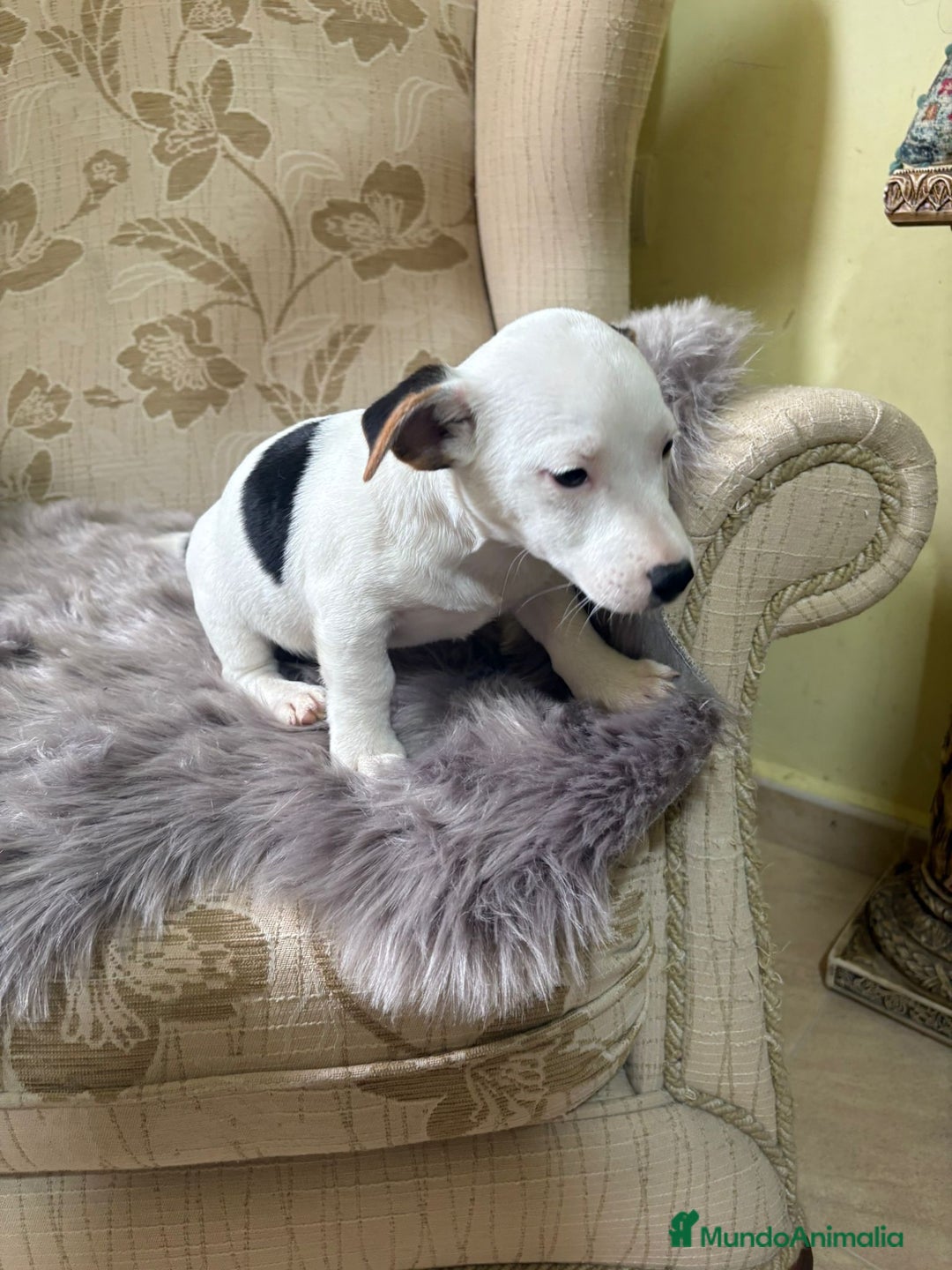 Jack Russell Terrier perros en venta: Cachorros de Jack Russell  - Imagen 30