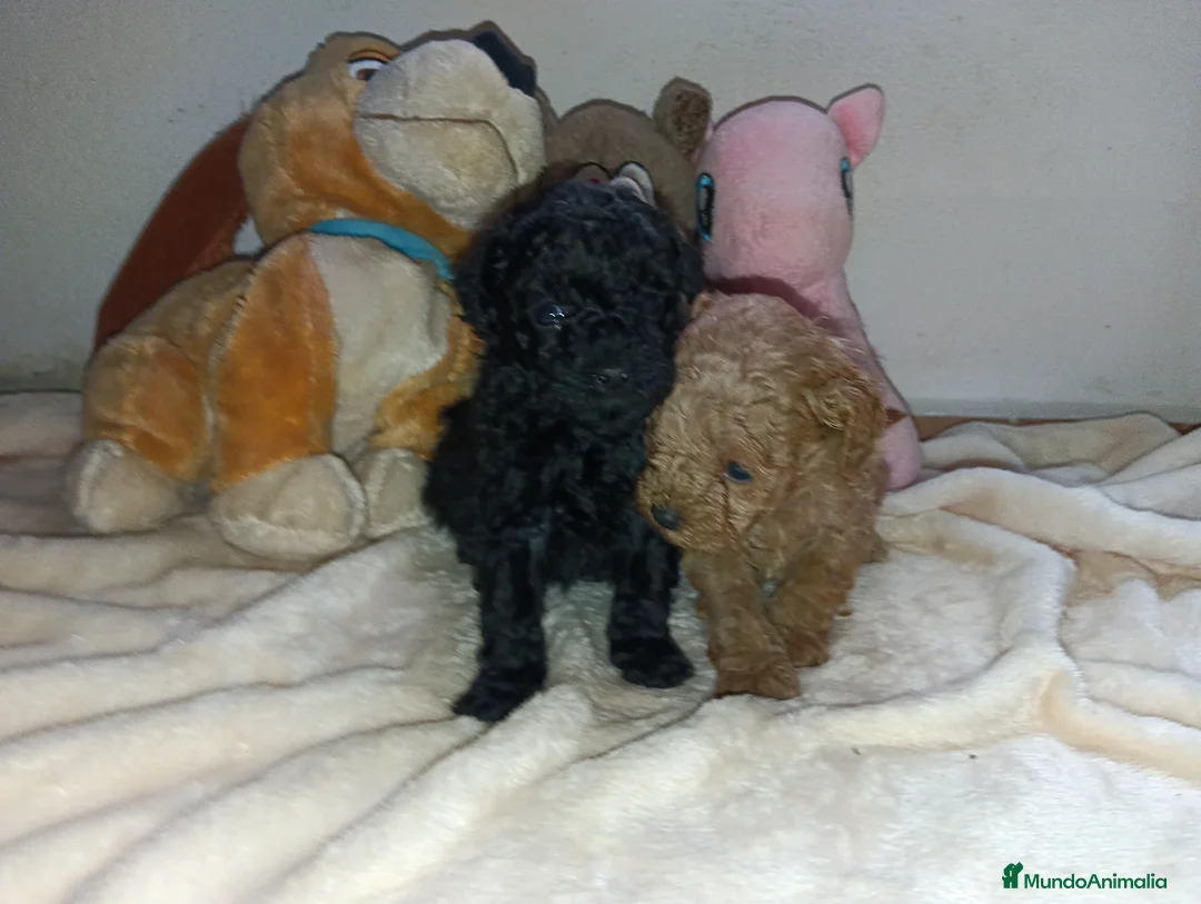 Caniche Toy perros en venta: Caniche toy - Anuncio 2
