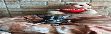 Chihuahua 2