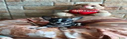 Chihuahua perros en venta: Cachorros Chihuahua  - Anuncio 3
