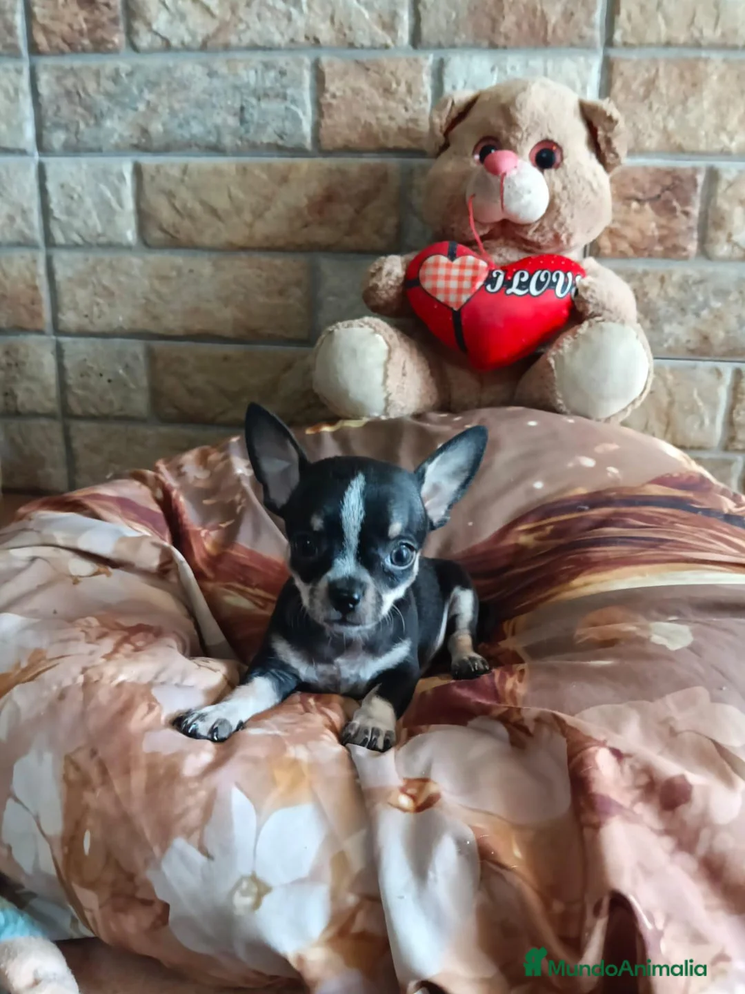 Chihuahua perros en venta: Cachorros Chihuahua  - Anuncio 3