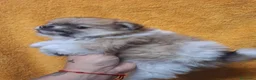 Pomerania perros en venta: Pomerania  - Anuncio 6