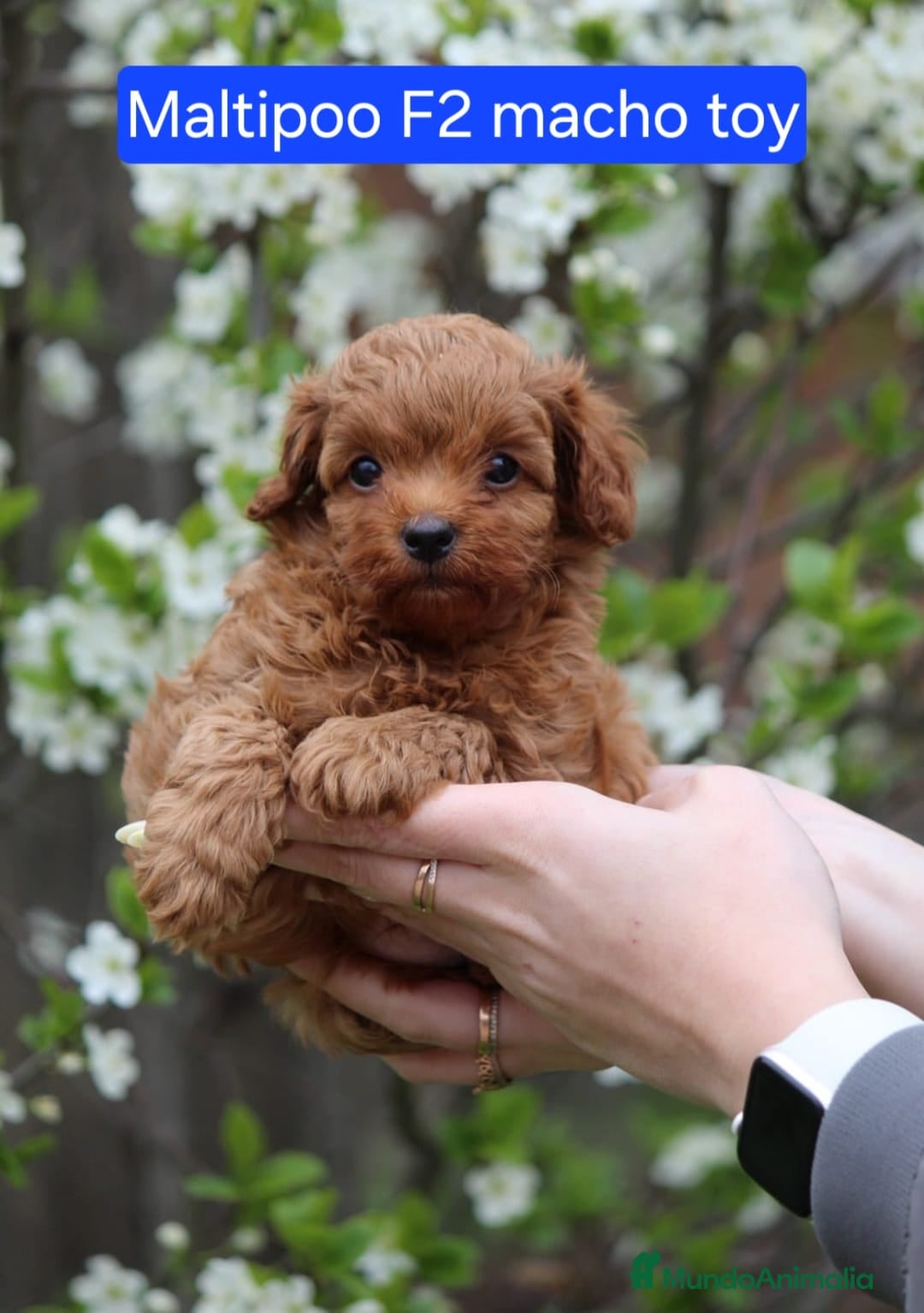 Maltipoo perros Preciosos Maltipoo - Anuncio 7
