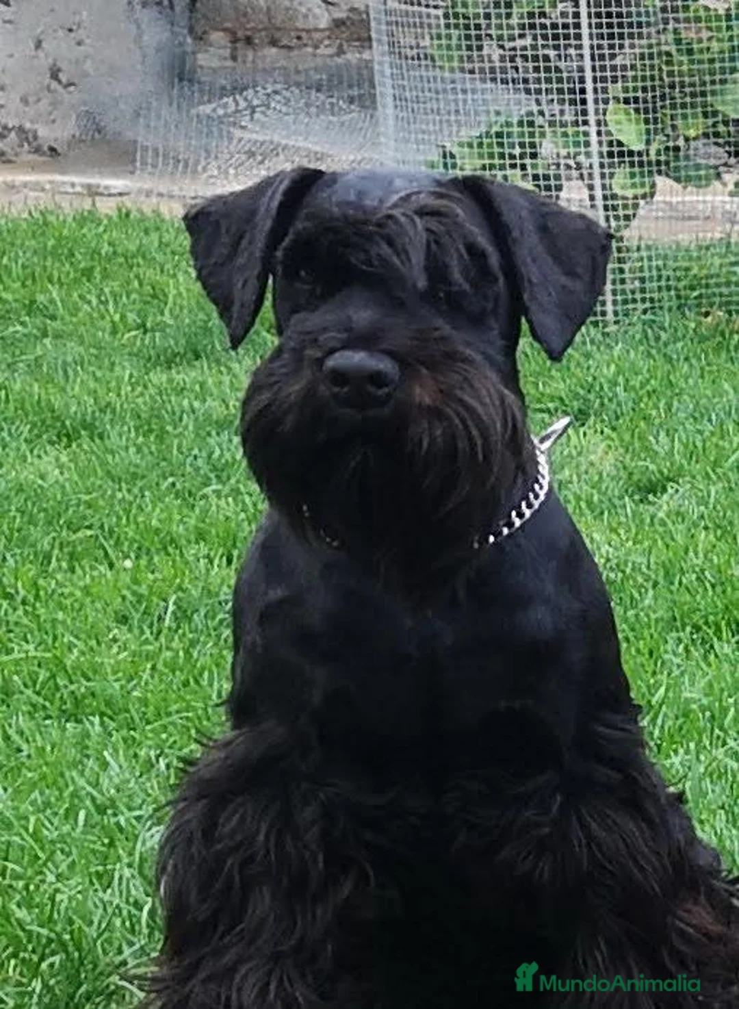 Schnauzer Miniatura perros en venta: Schnauzer miniatura - Anuncio 4