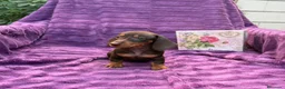 Teckel Miniatura perros en venta: Teckels Miniatura de calidad  - Anuncio 2