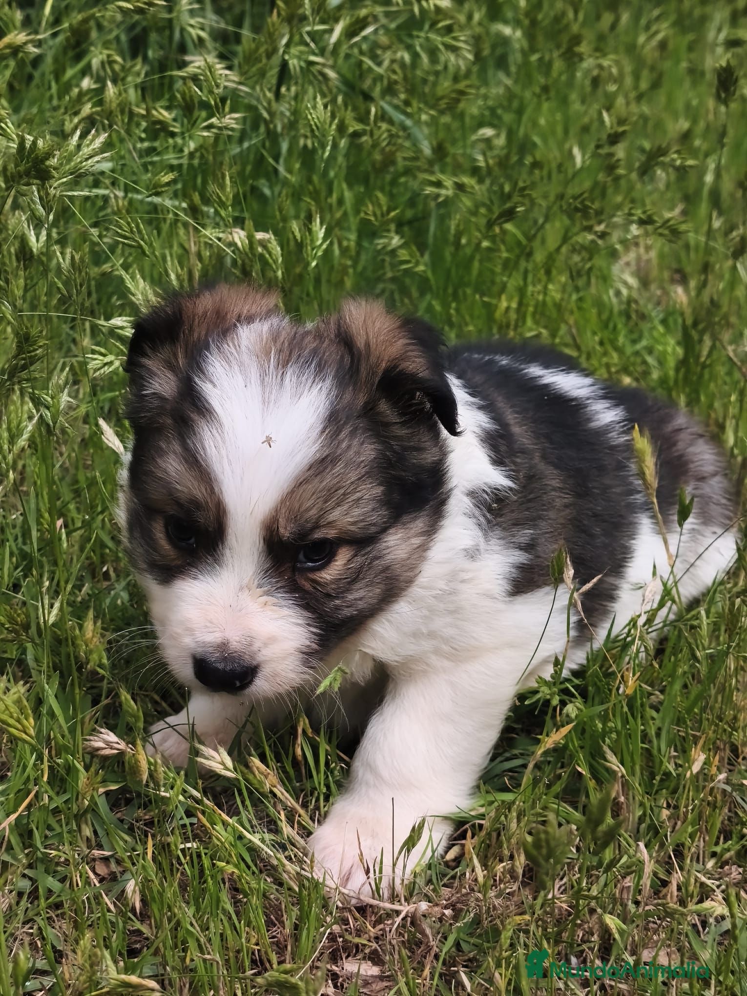 Border Collie perros Border collie  - Anuncio 32