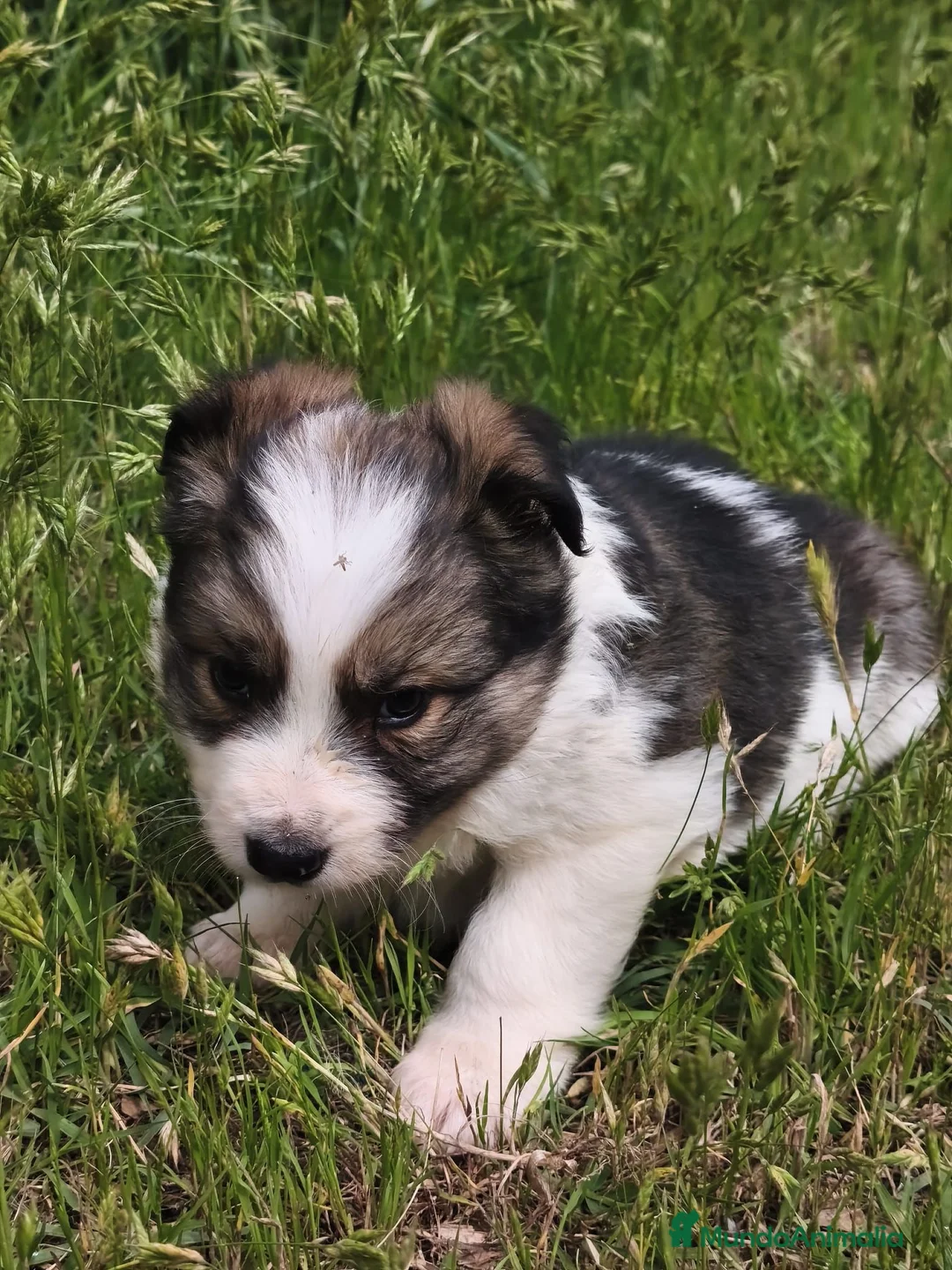 Border Collie perros en venta: Border collie  - Anuncio 1