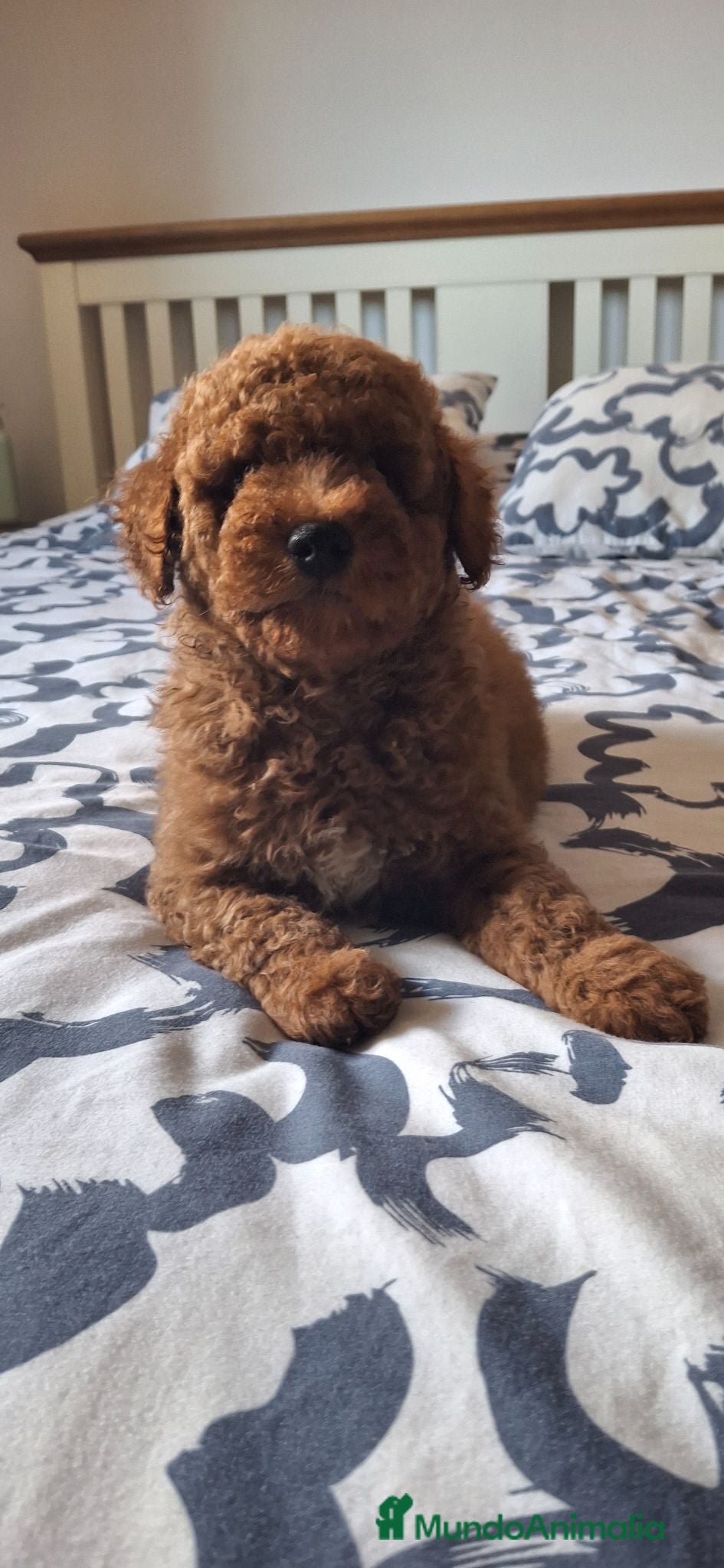 Caniche Toy perros Caniches Toy - Anuncio 18