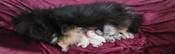 Pomerania perros en venta: Pomerania con ojos azules - Anuncio 9