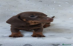 Teckel Miniatura perros en venta: Teckel chocolate kanichen hembra  - Imagen 10