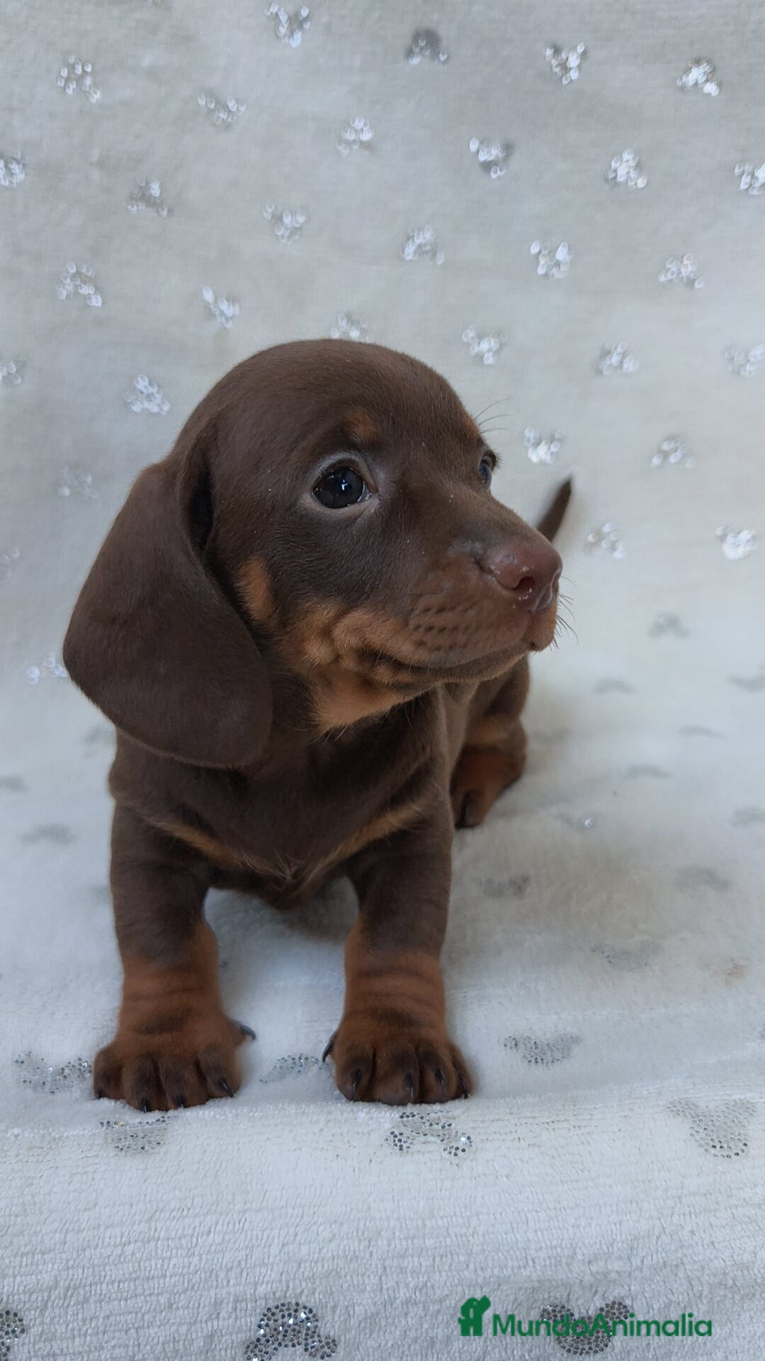 Teckel Miniatura perros en venta: Teckel chocolate kanichen hembra  - Imagen 10