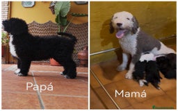 Perro de Agua Español perros en venta: Cahorro perro de agua Español en Granada  - Imagen 8