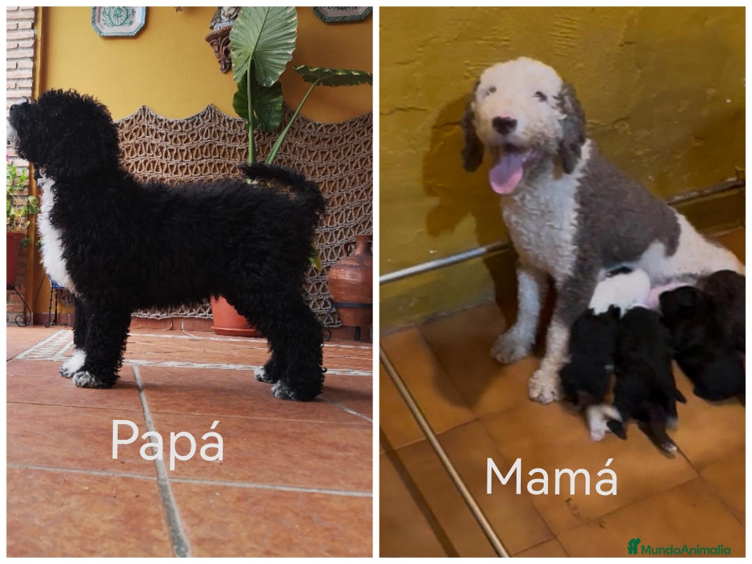 Perro de Agua Español perros en venta: Cahorro perro de agua Español en Granada  - Imagen 8
