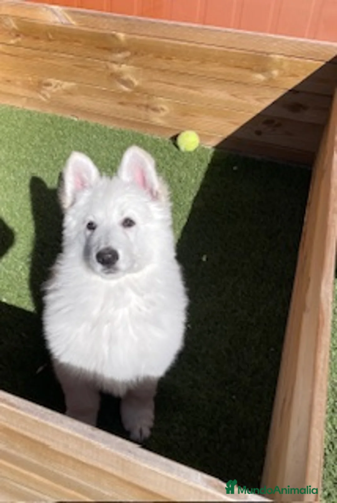 Pastor Blanco Suizo perros en venta: PASTOR SUIZO en Barcelona - Anuncio 2