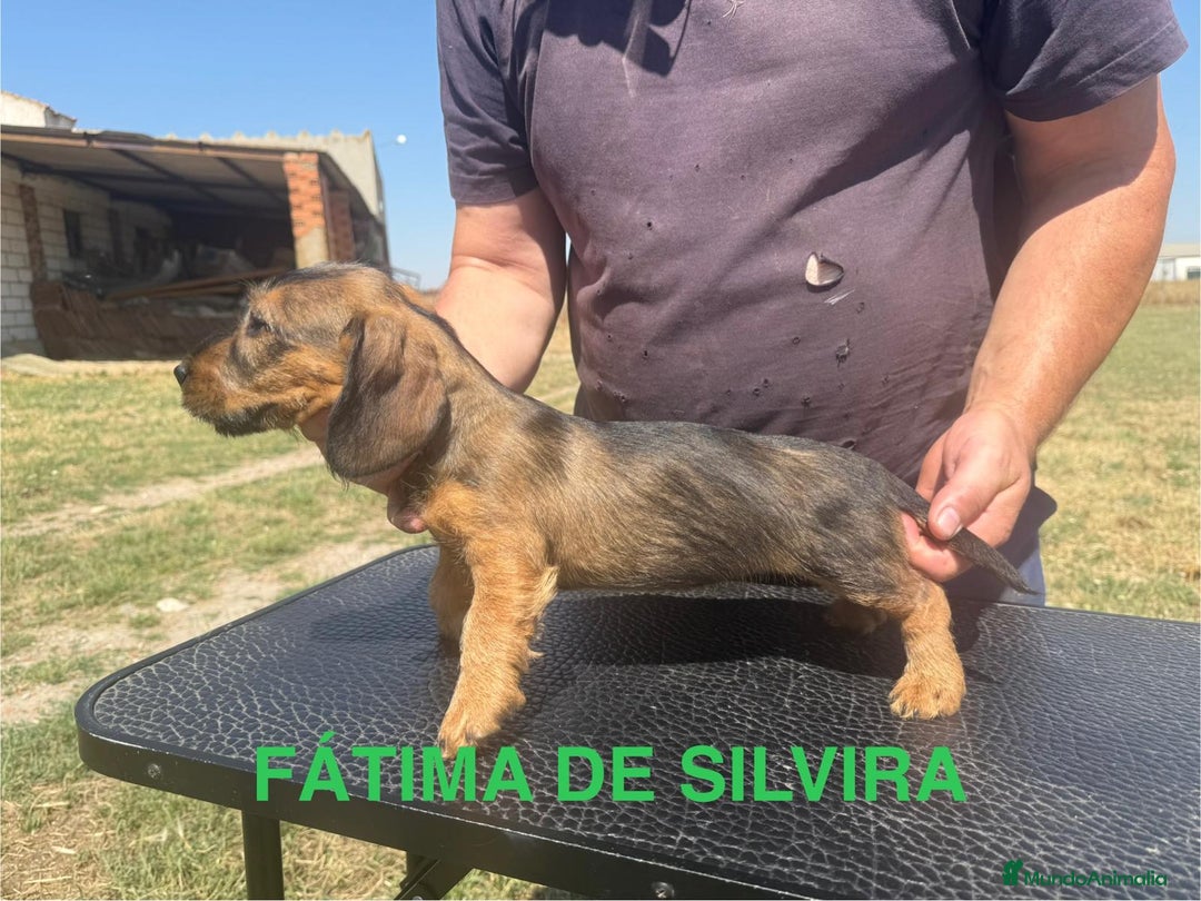 Teckel Miniatura perros en venta: Camada de Teckel - Imagen 3