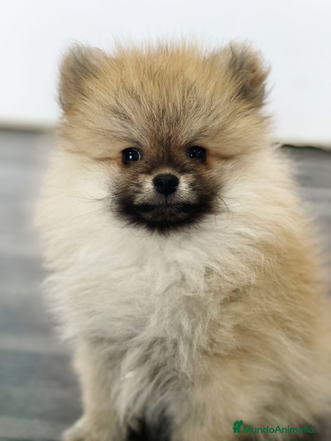 Pomerania perros en venta: POMERANIA - Imagen 1