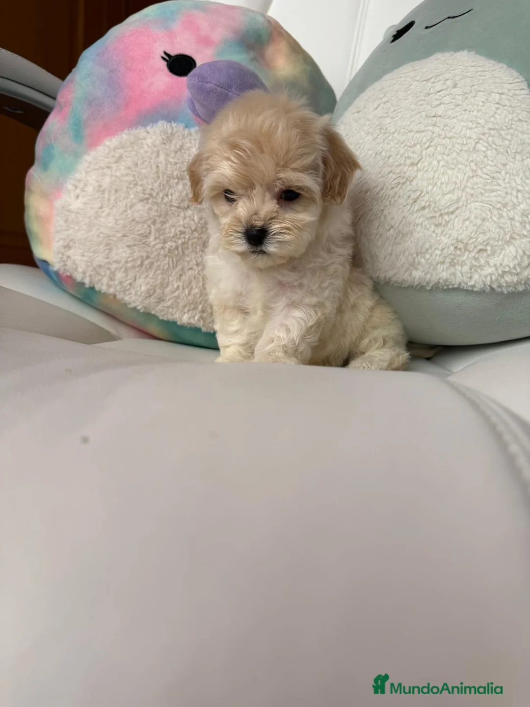 Maltipoo perros en venta: Maltipoo toy muy bonitos !!! - Anuncio 2