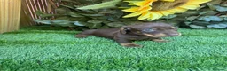 Teckel Miniatura perros en venta: Teckel miniatura kanichen color chocolate  - Anuncio 3