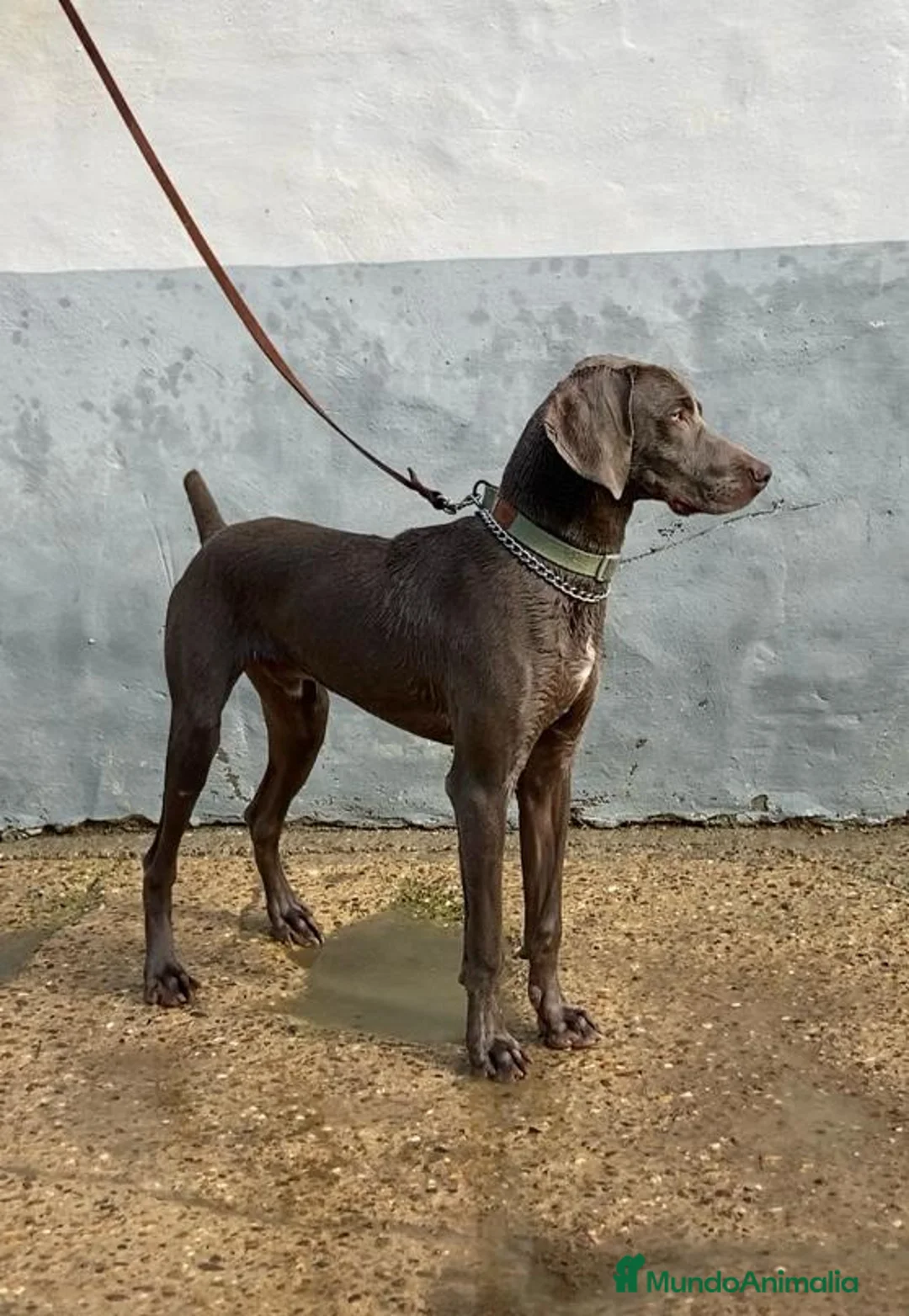 Otras razas perros en venta: Camada de Bracos de Weimar  - Anuncio 2