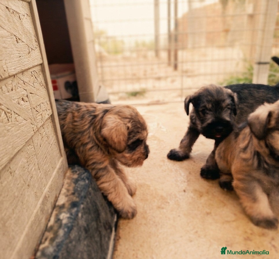 Schnauzer Miniatura perros Schnauzer cachorros  - Anuncio 1