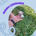 Chihuahua Cachorro 9