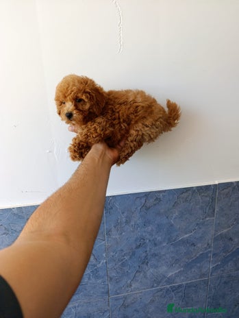 Caniche Enano perros en Granada - Anuncio 3
