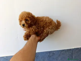 Caniche Enano perros Preciosa camada de Caniche enanos en Granada - Anuncio 33