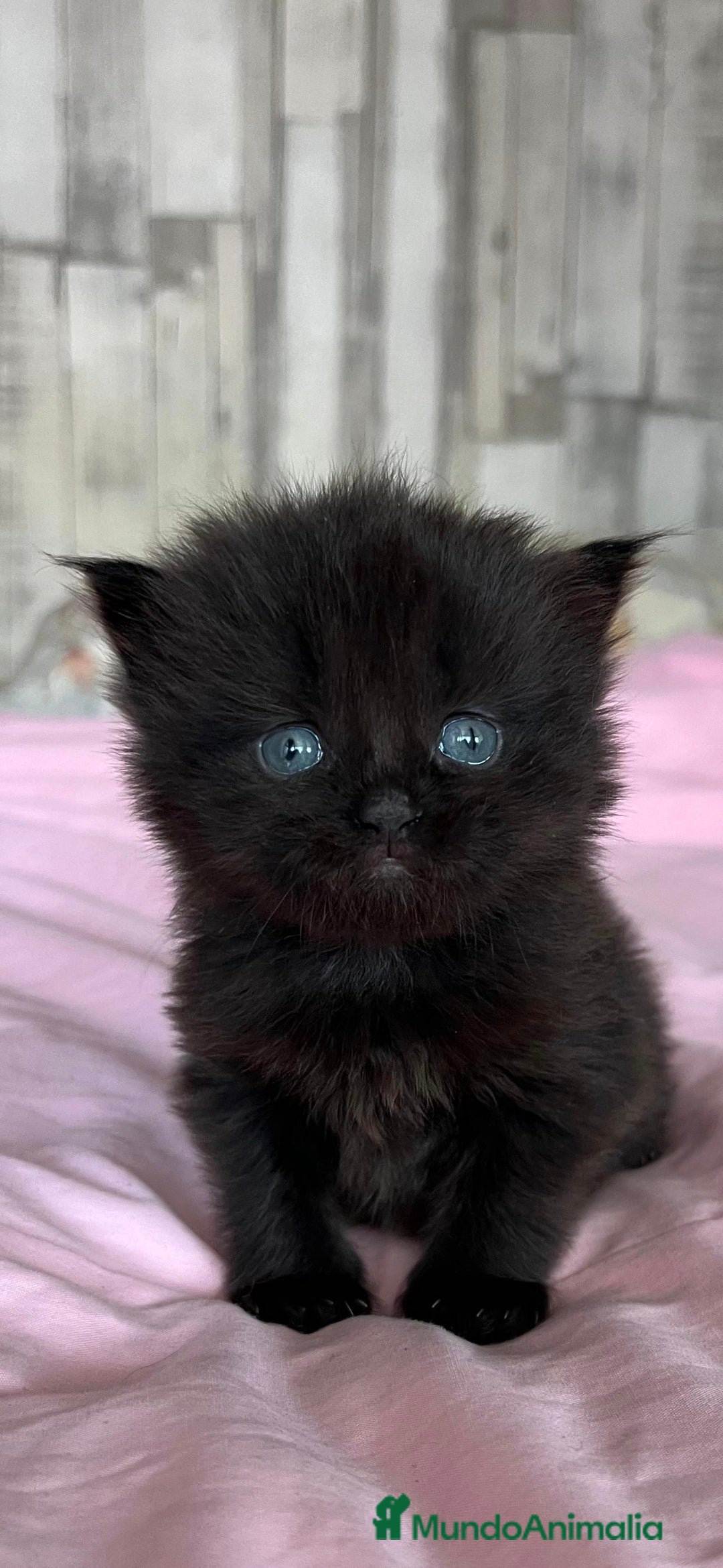 Persa gatos en venta: Gatos persas - Imagen 1