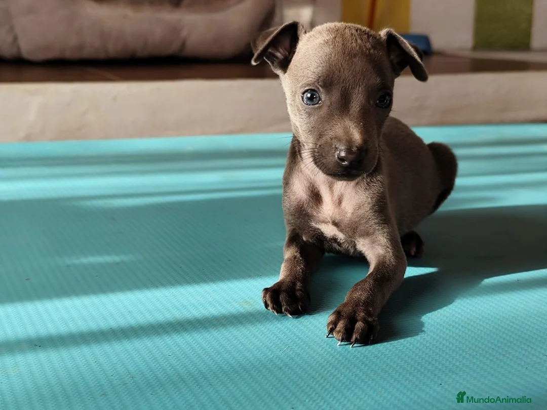 Greyhound perros en venta: Macho de galgo italiano blue - Anuncio 2