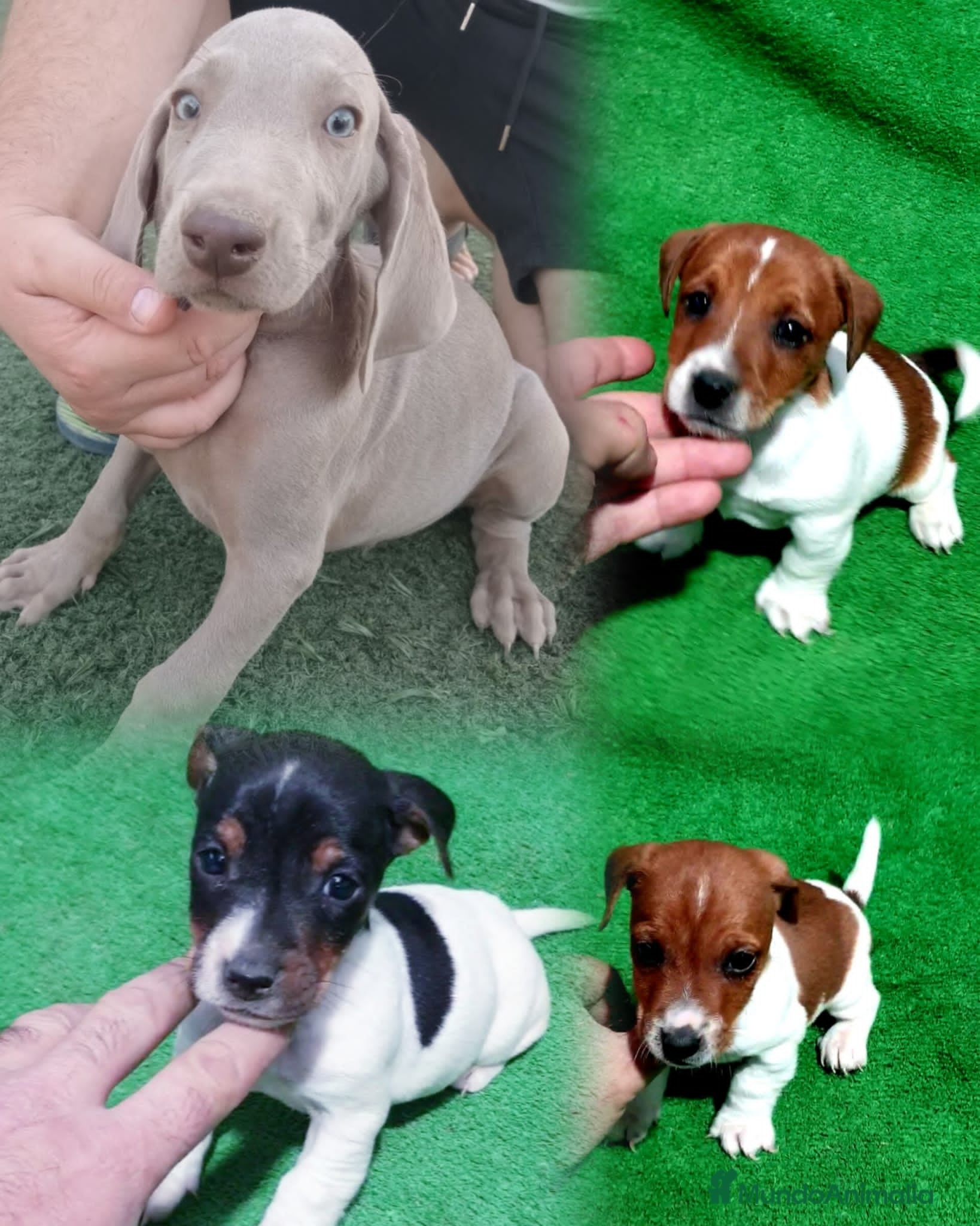 Raza Mixta perros Bracos de Weimar  - Anuncio 24