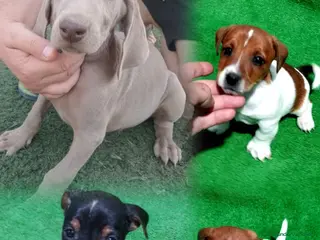 Raza Mixta perros Bracos de Weimar - Anuncio 24