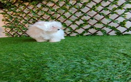 Bichón Maltés perros en venta: Bichón maltés toy  - Imagen 4