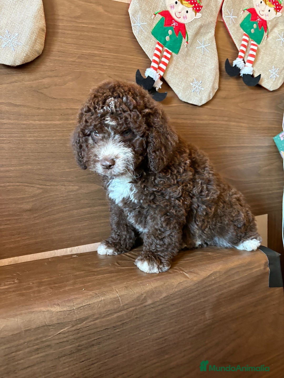 Perro de Agua Español perros en venta: Perro.de agua  - Anuncio 1