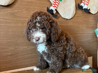 Perro de Agua Español perros Perro.de agua - Anuncio 1