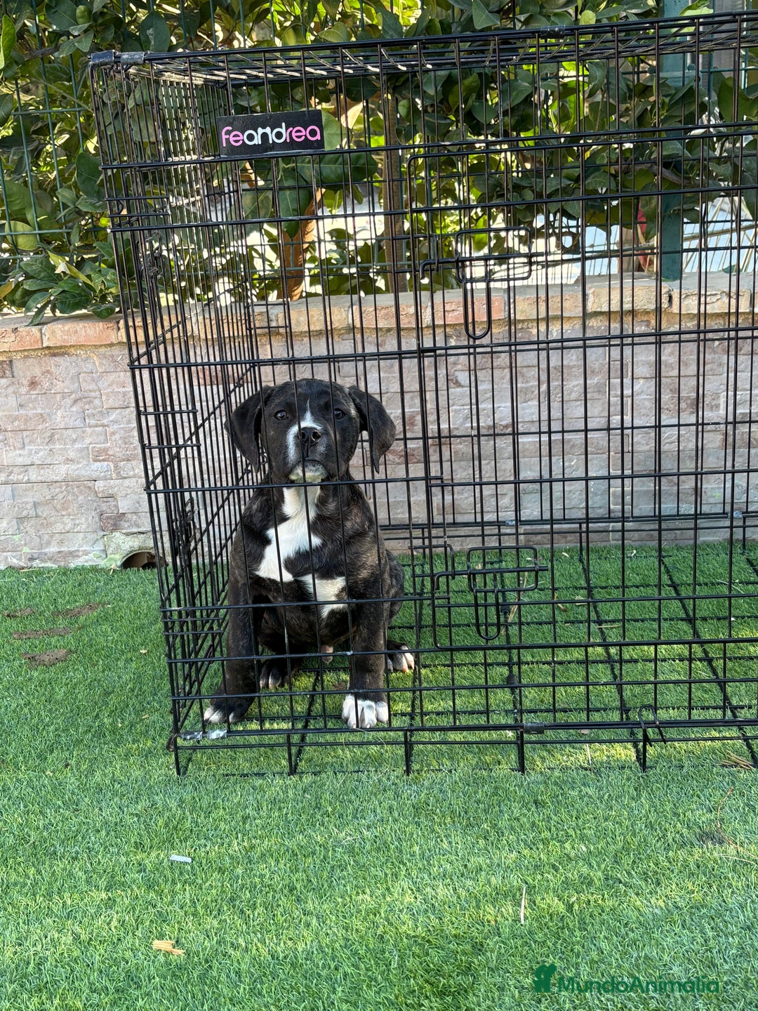 Presa Canario perros en venta: Macho presa canario - Anuncio 1
