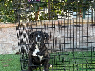 Presa Canario perros Macho presa canario - Anuncio 1