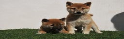 Shiba Inu perros en venta: Shiba Inu , cachorros en Madrid - Anuncio 5
