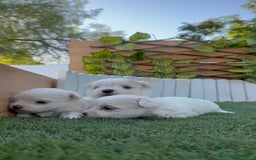Bichón Maltés perros en venta: BICHÓN MALTÉS  - Imagen 12