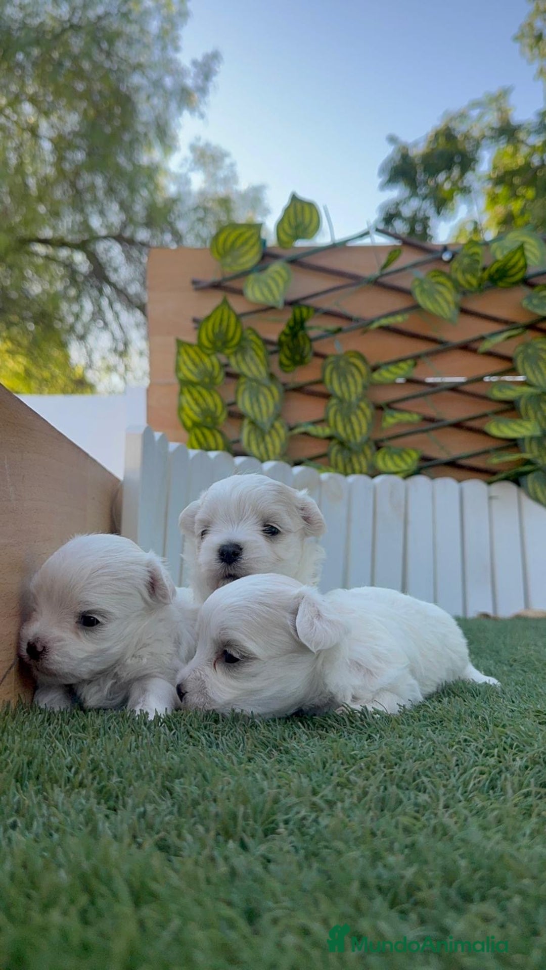 Bichón Maltés perros en venta: BICHÓN MALTÉS  - Imagen 12