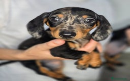 Teckel Miniatura perros en venta: Teckel arlequin plata  - Imagen 2