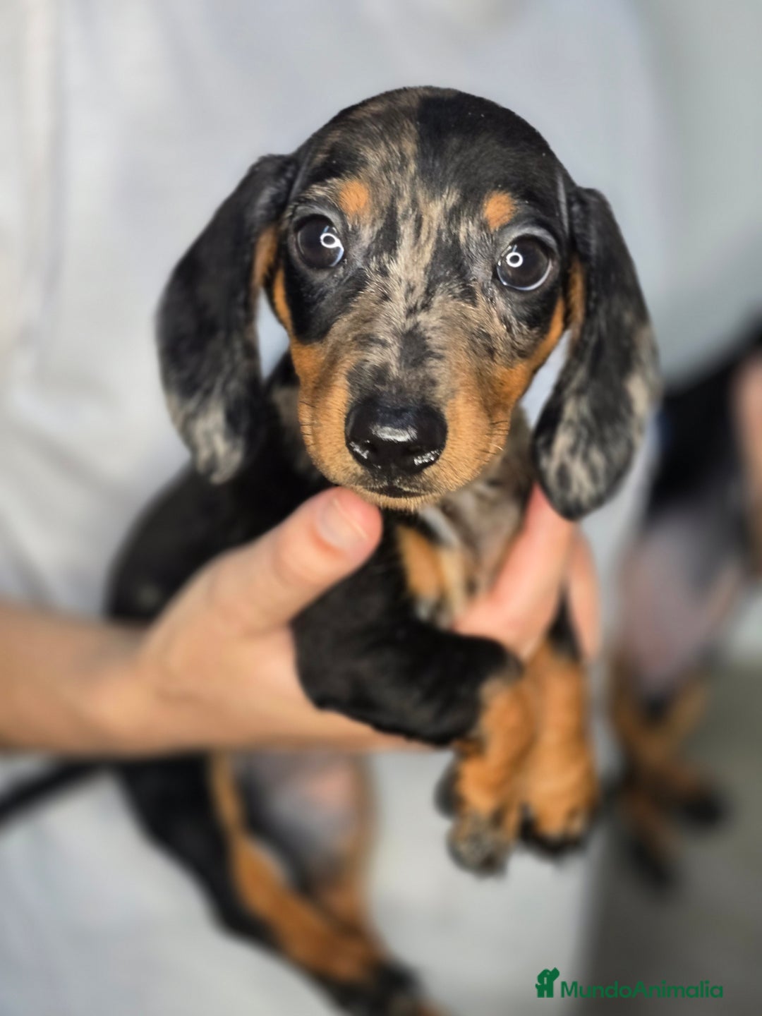 Teckel Miniatura perros en venta: Teckel arlequin plata  - Imagen 2
