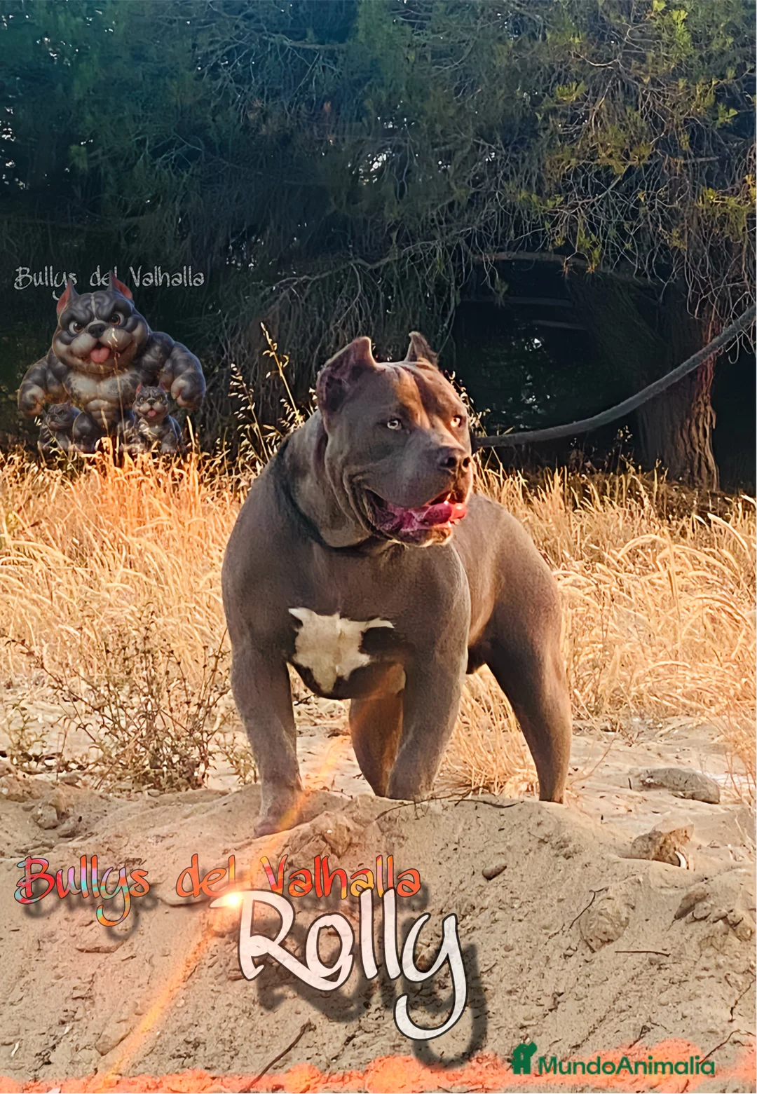 American Bully perros en venta: AMERICAN BULLY XL SANGRE HULK — 622 41 47 93 en Sevilla - Anuncio 5